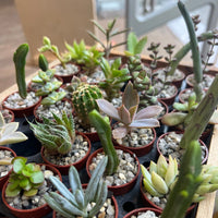 Mint Plants Plants Mini Succulents and Cacti Nursery Plants (3.5cm)