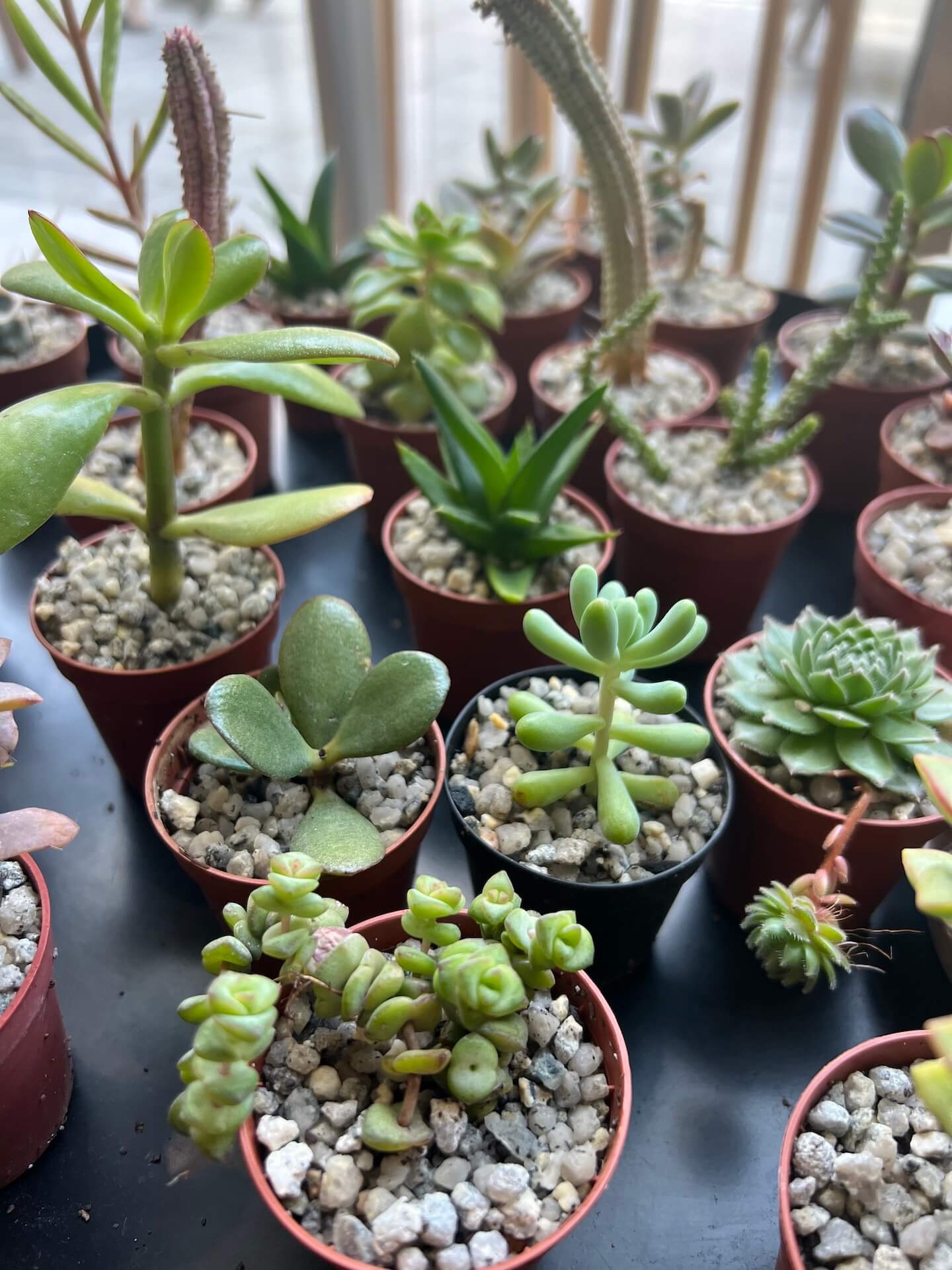 succulents nursery Succulent or Cactus Nursery Plants (5.5cm)
