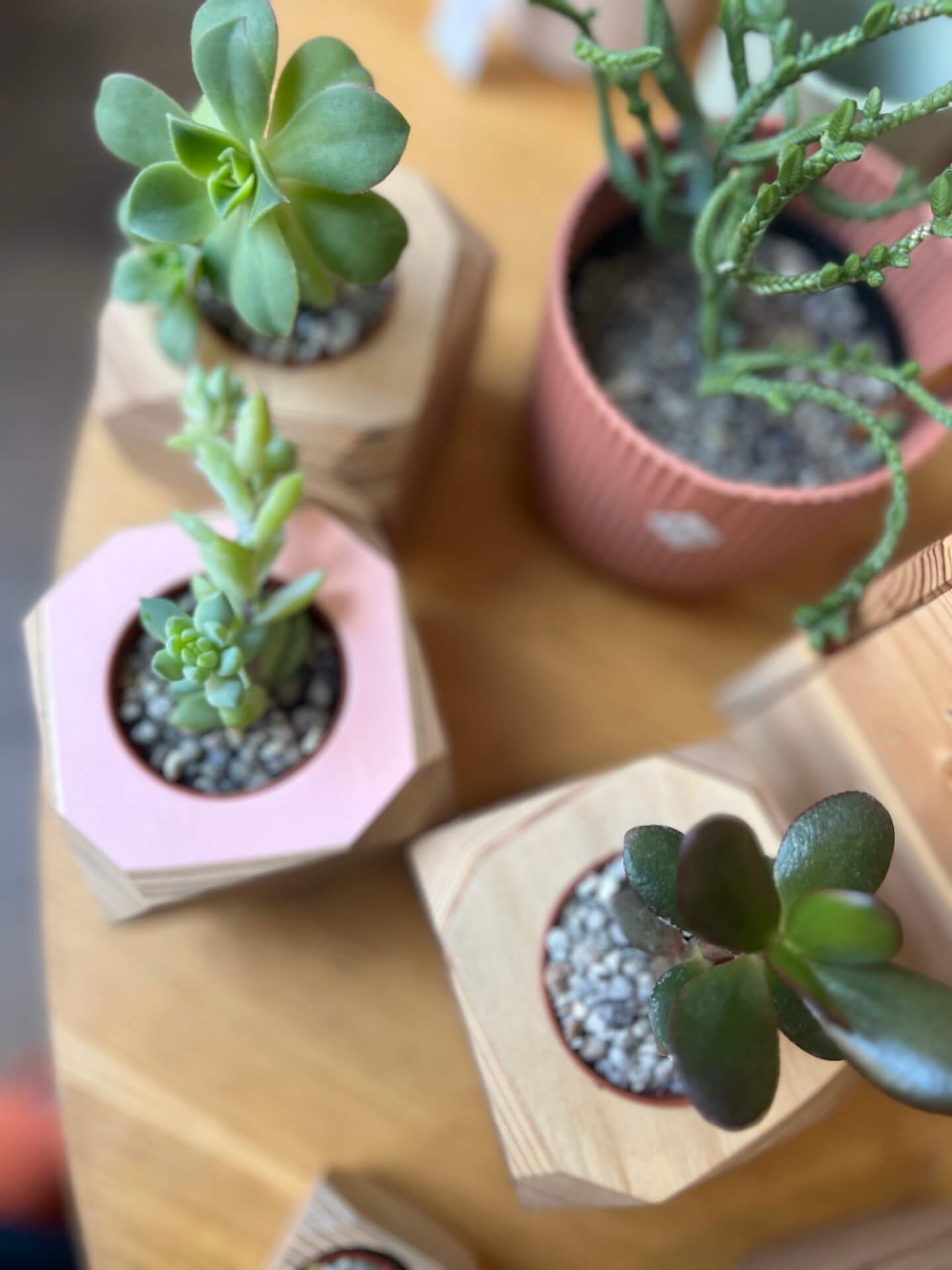 succulents and cactus wholesale Succulent or Cactus Nursery Plants (5.5cm)