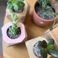 Mint Plants Plants Succulent or Cactus Nursery Plants (5.5cm)