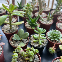 Mint Plants Plants Succulent or Cactus Nursery Plants (5.5cm)