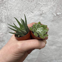 Priormade Plants Mini Succulents, Cacti and Air Plants